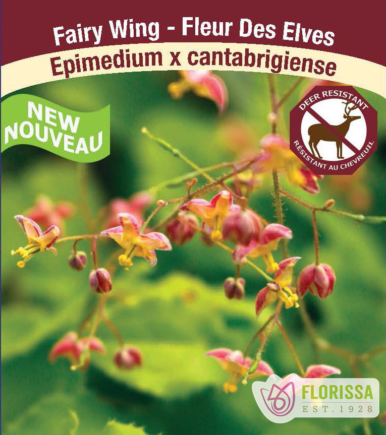 Epimedium - x cantabrigiense