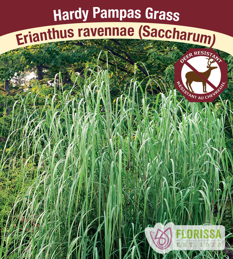 Erianthus - ravennae