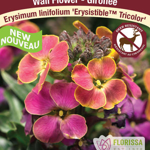 Erysimum