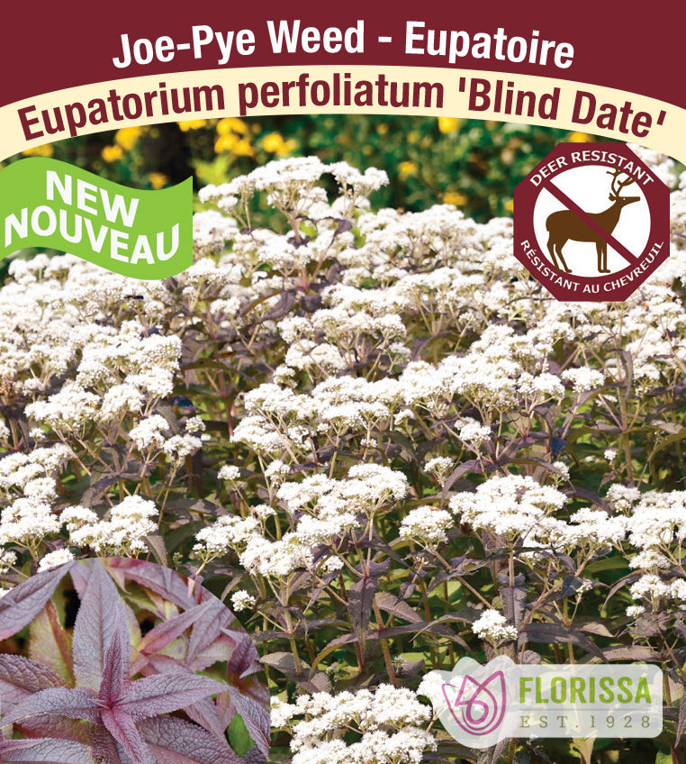 Eupatorium - perfoliatum Blind Date