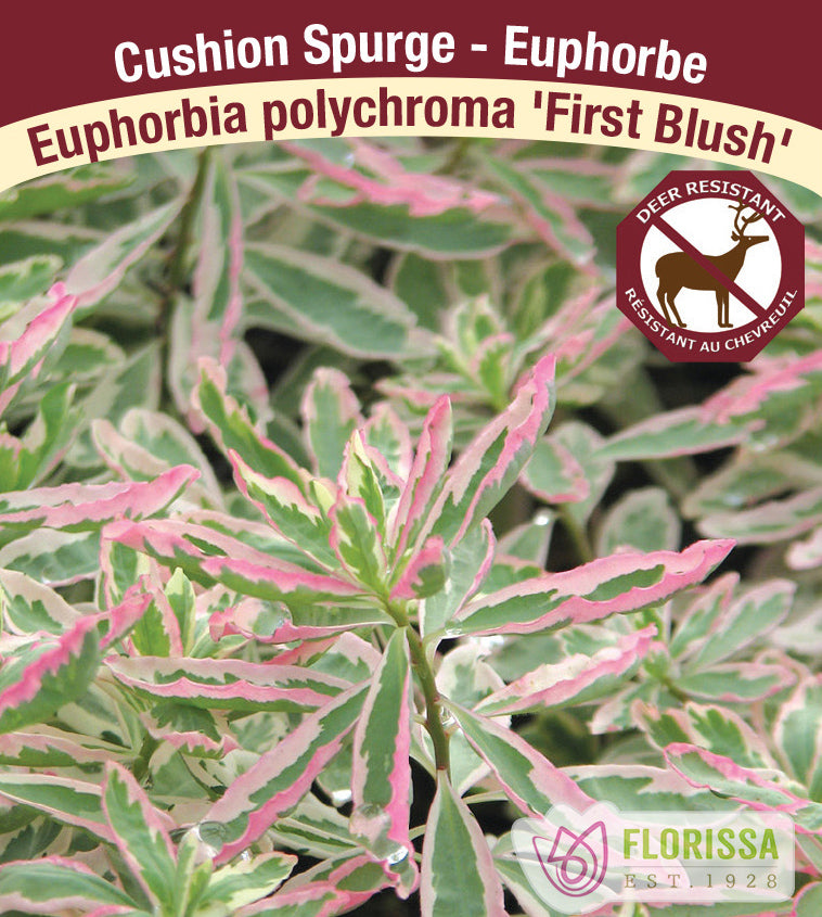 Euphorbia - poly. First Blush
