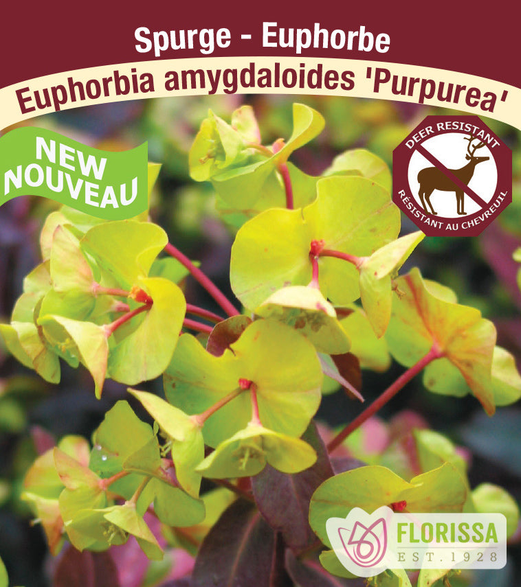 Euphorbia - amygdaloides Purpurea