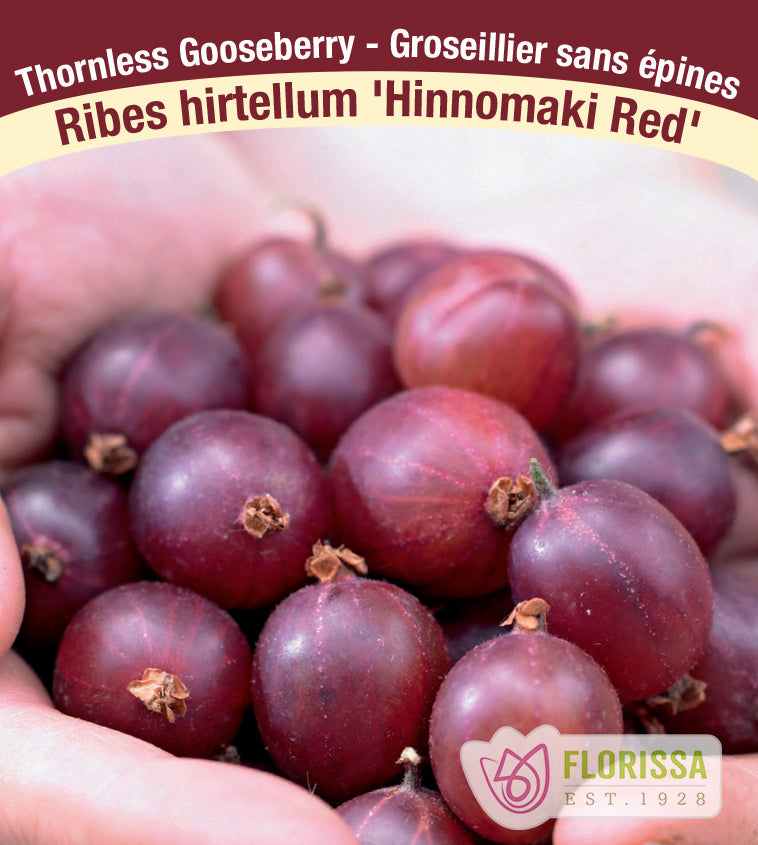 Gooseberry - Hinnomaki Red