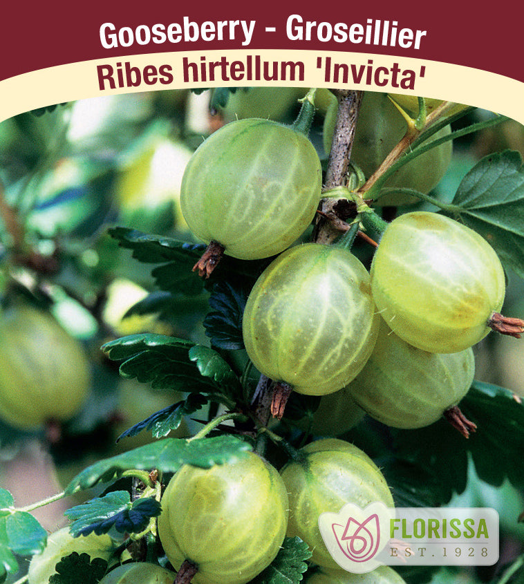 Gooseberry - Invicta Green