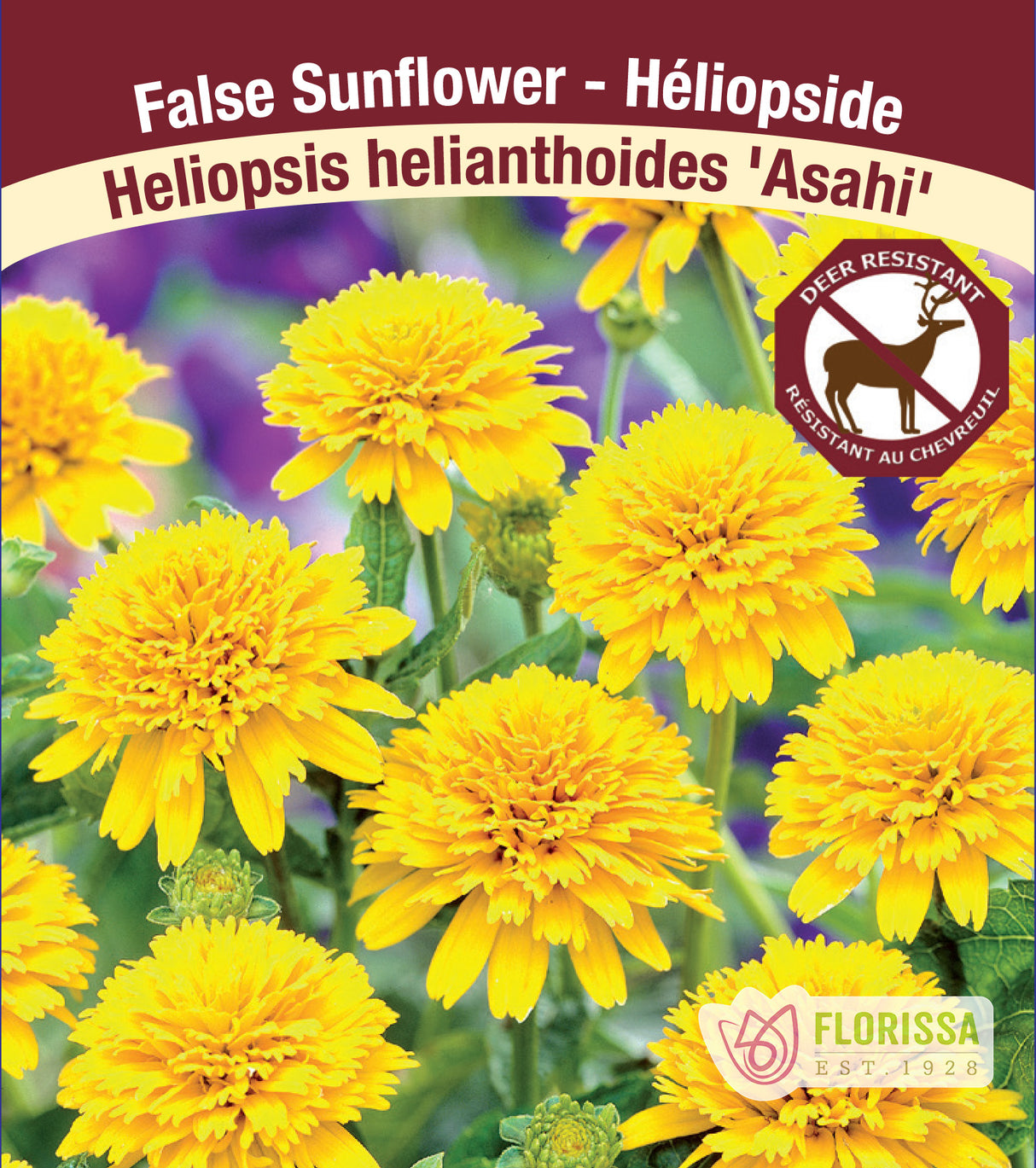 Heliopsis - Asahi