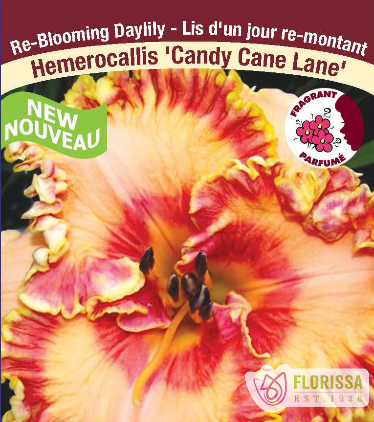 Hemerocallis - Candy Cane Lane