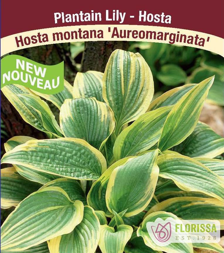 Hosta - montana Aureomarginata