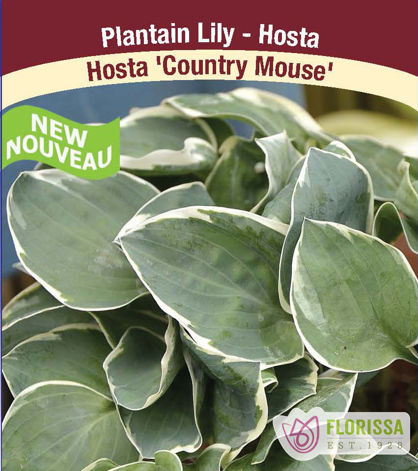 Hosta - Country Mouse