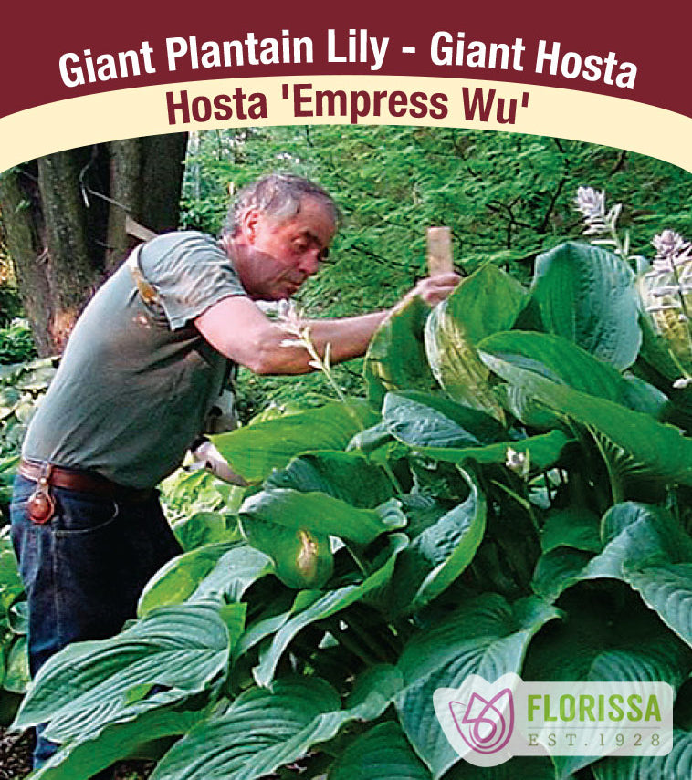 Hosta - Empress Wu PW - Potted and Tagged
