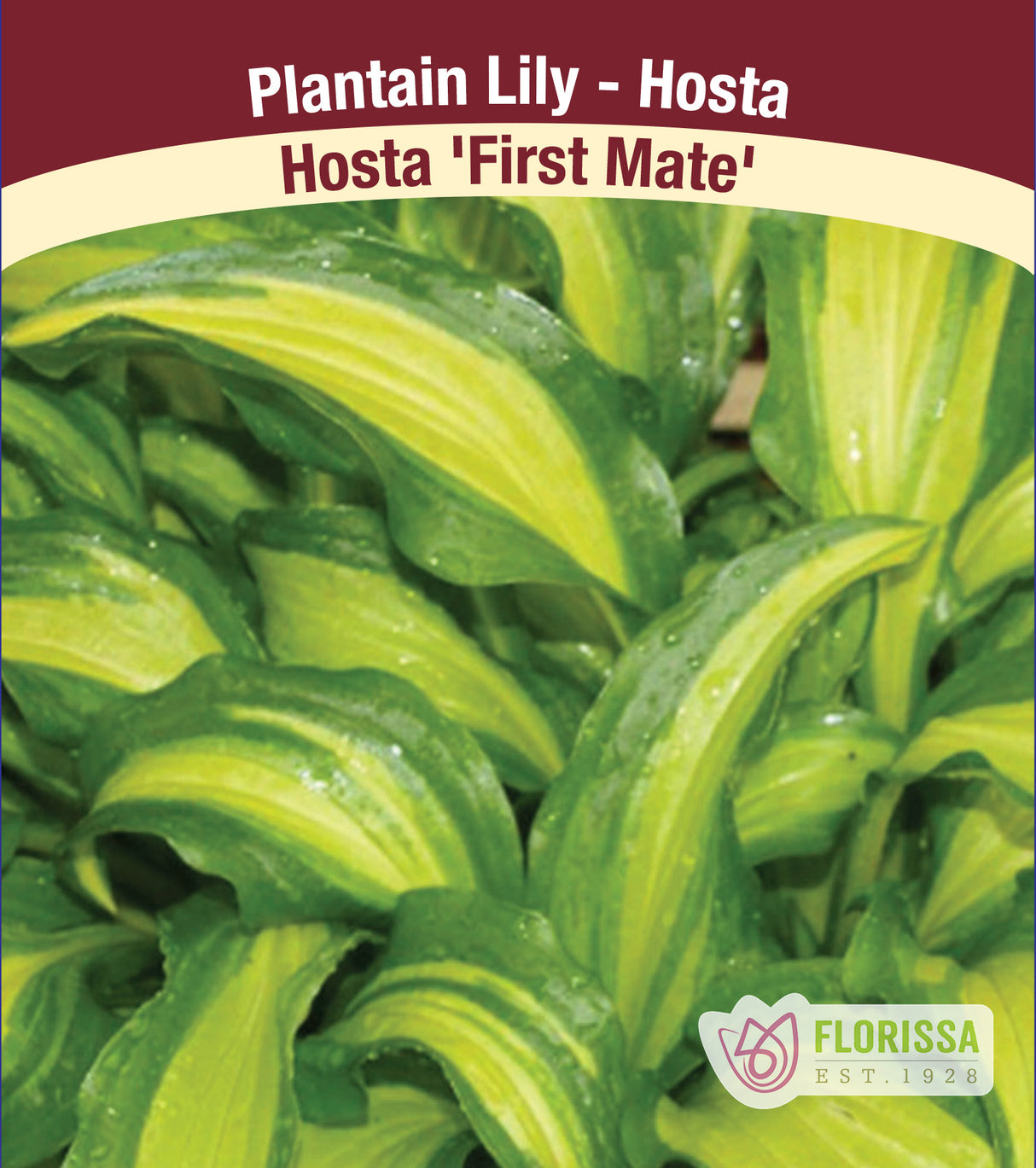 Hosta - First Mate