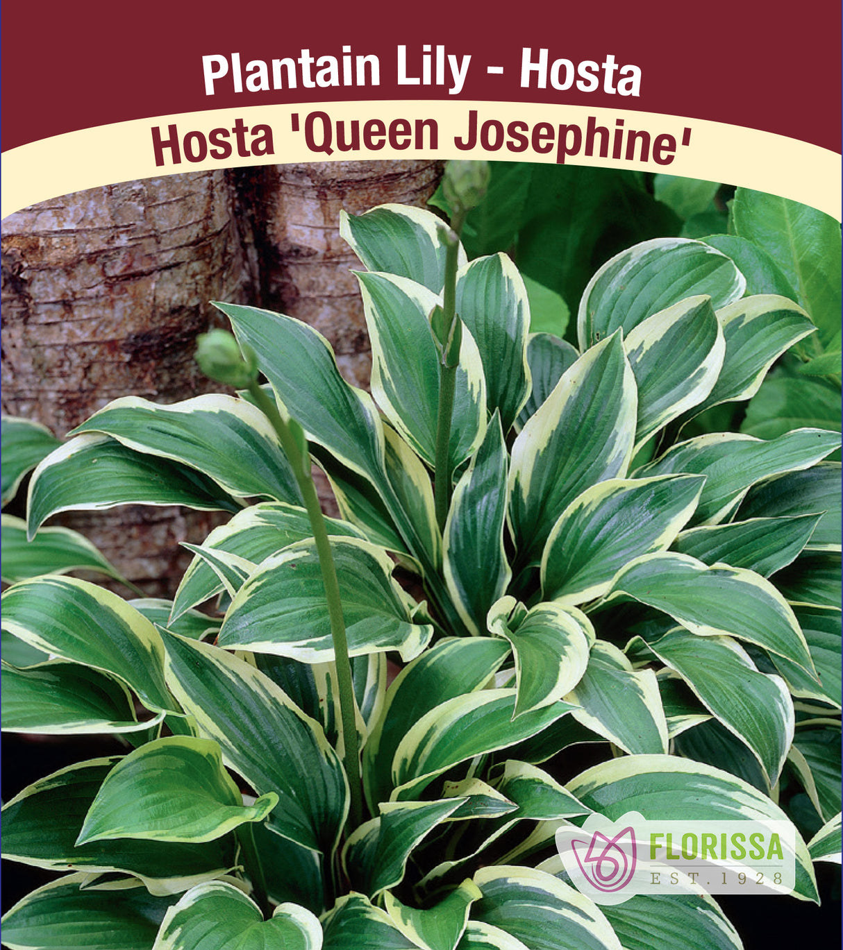 Hosta - Queen Josephine