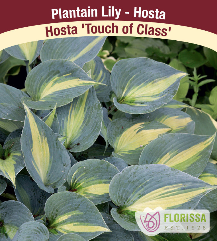 Hosta - Touch of Class