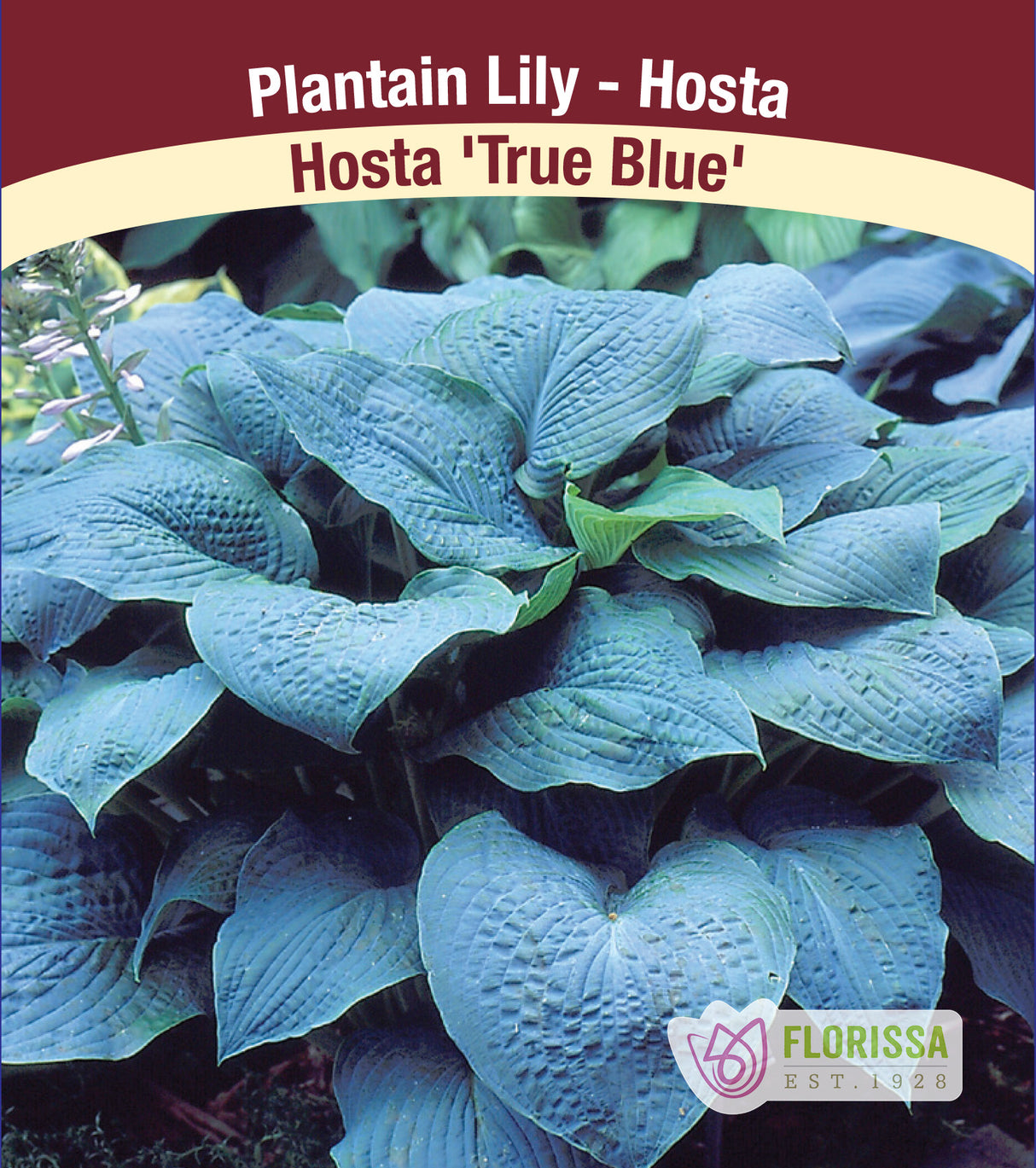 Hosta - True Blue