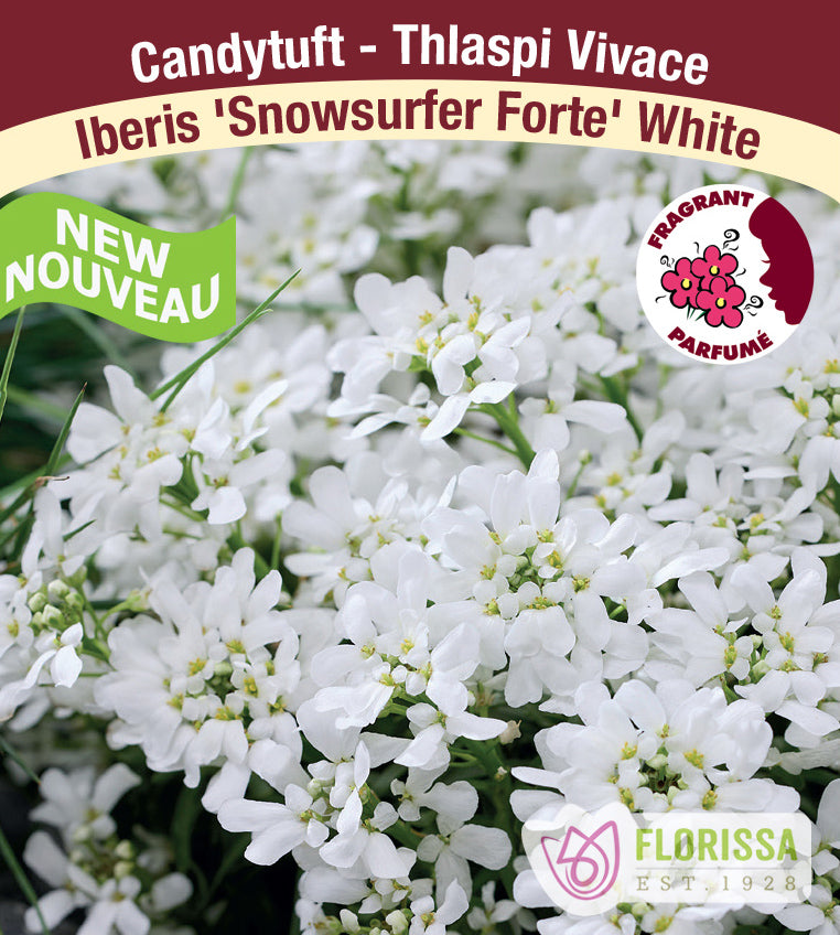 Iberis - Snowsurfer Forte