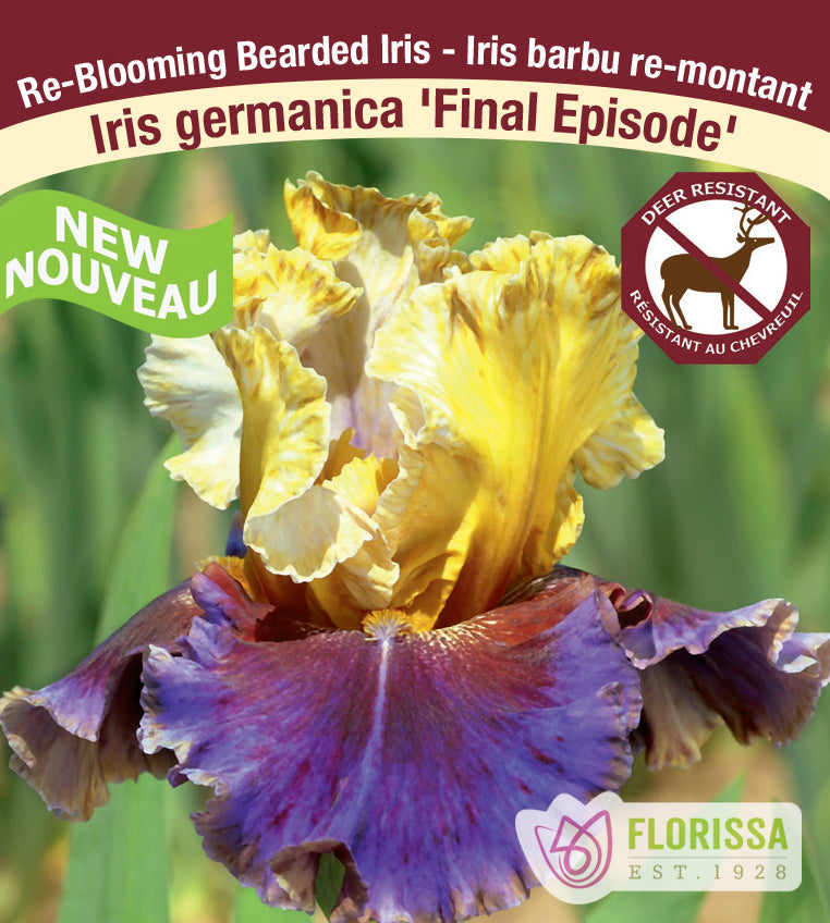 Iris Germanica - Final Episode