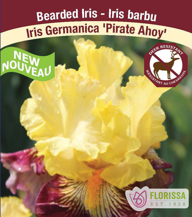 Iris Germanica - Pirate Ahoy
