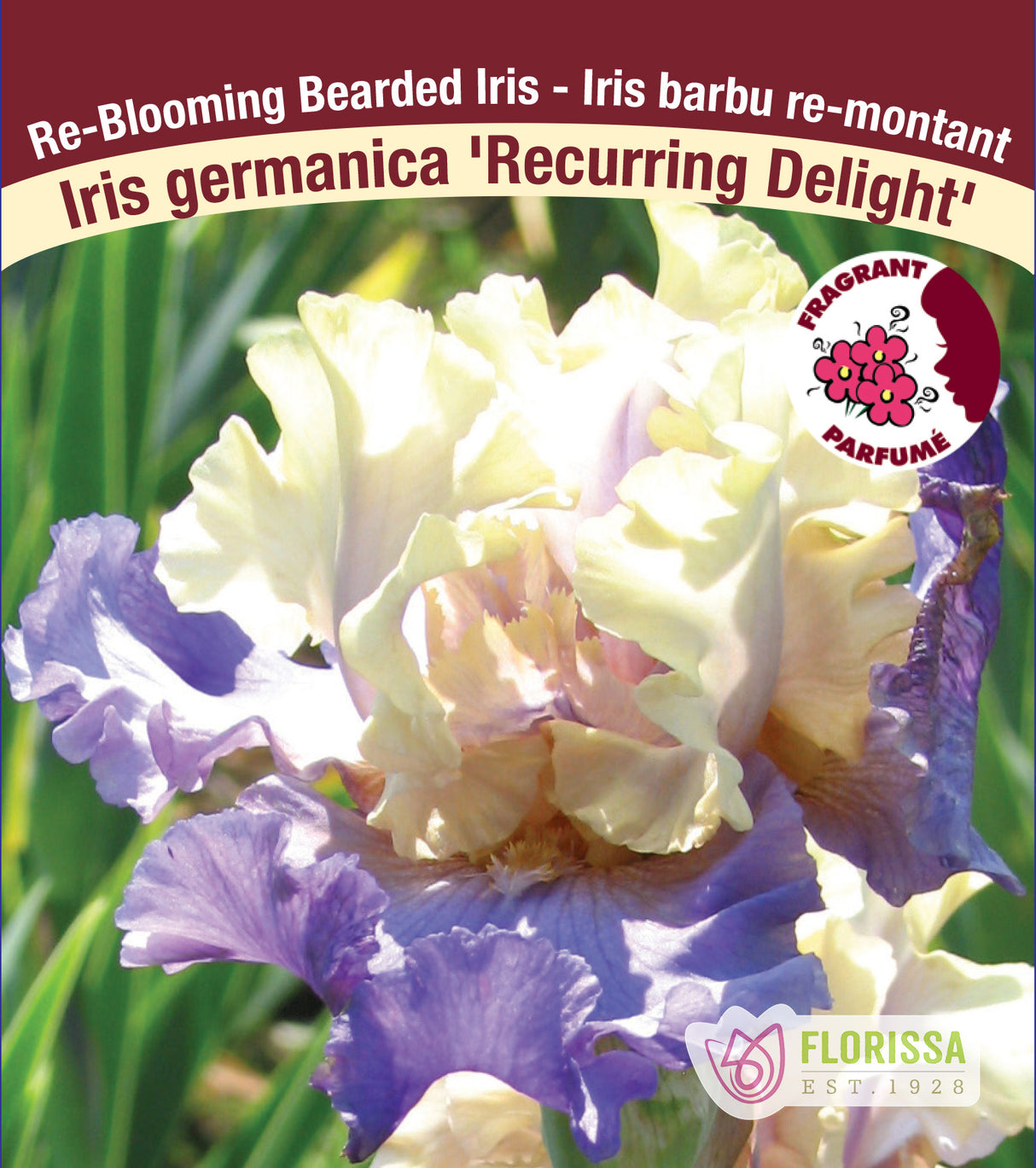 Iris Germanica - Recurring Delight