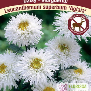 Leucanthemum
