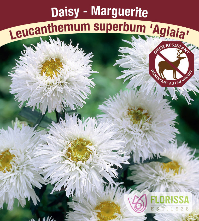 Leucanthemum - Aglaia