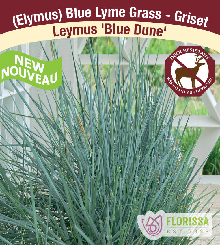 Leymus - Blue Dune