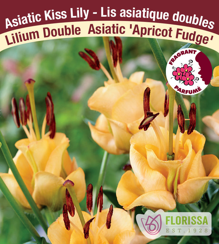 Lilium Kiss - Apricot Fudge