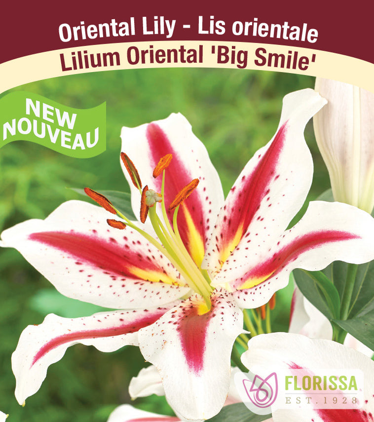 Lilium Oriental  - Big Smile