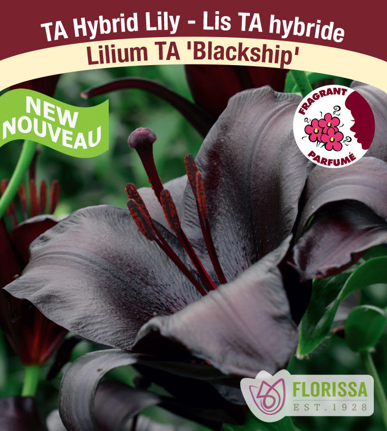 Lilium Asiatic - Blackship