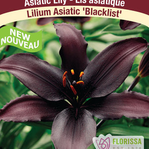 Lilium