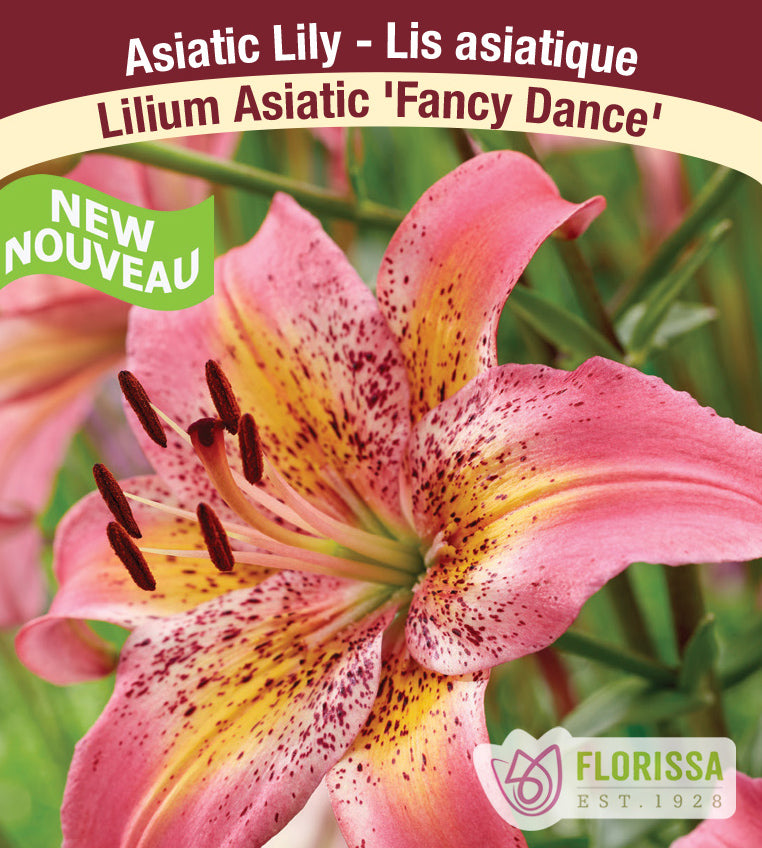 Lilium Asiatic - Fancy Dance