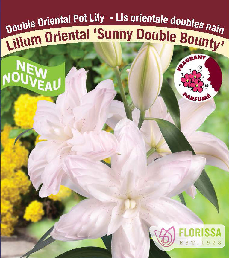 Lilium Oriental Pot  - Sunny Double Bounty
