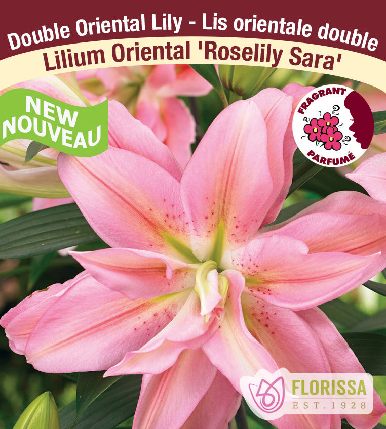 Lilium Double Oriental  - Roselily Sara