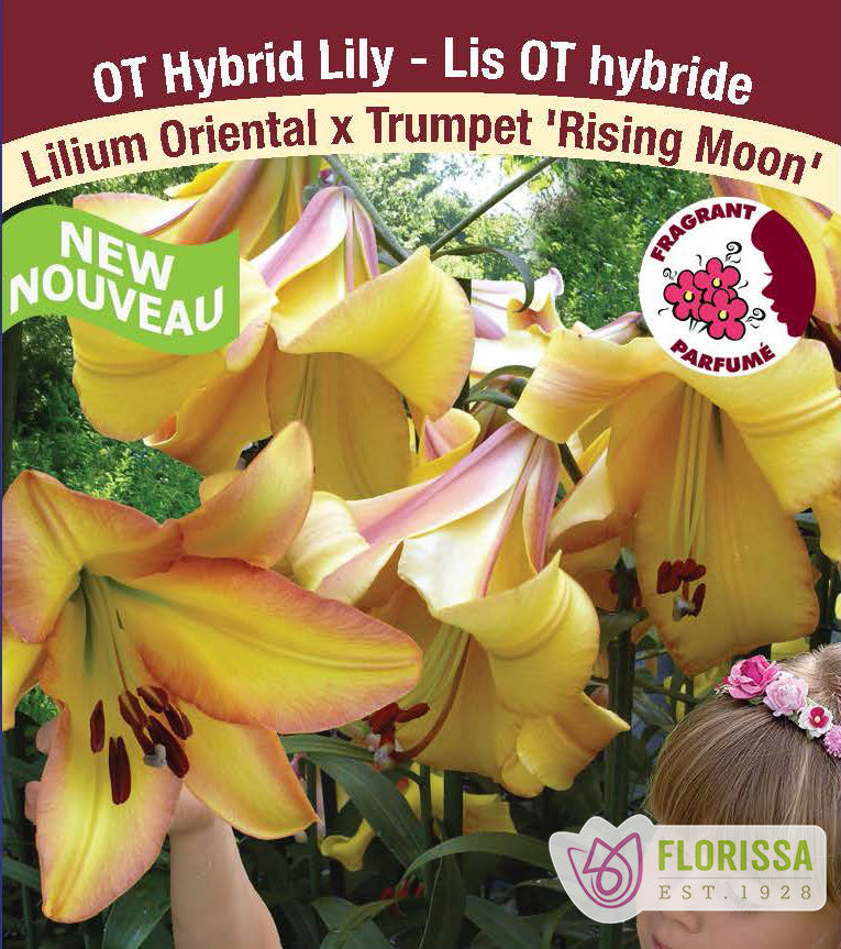 Lilium O/T Hybrids  - Rising Moon