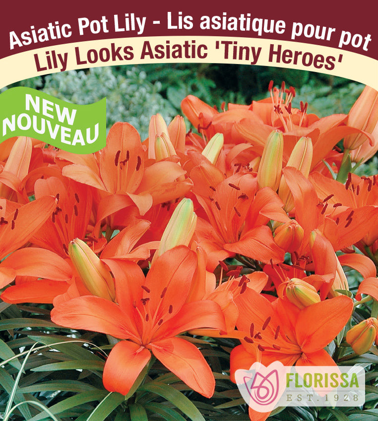 Lilium Asiatic Pot - Tiny Heroes