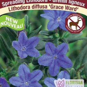Lithodora