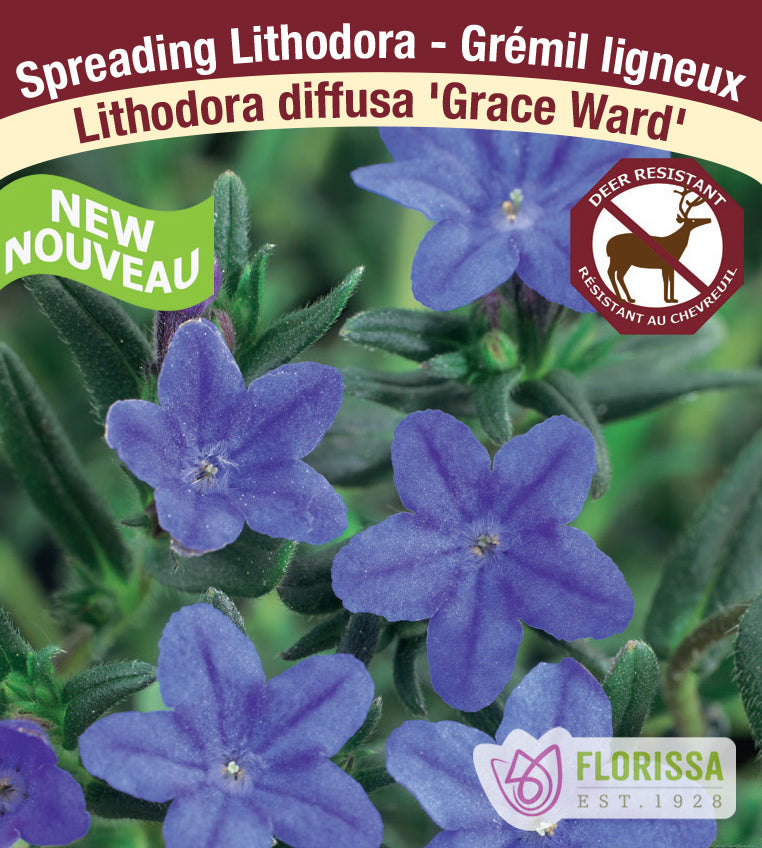 Lithodora - Grace Ward
