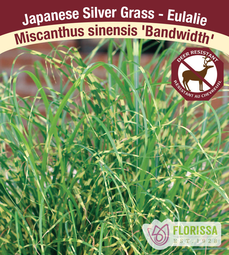 Miscanthus - sinensis Bandwidth