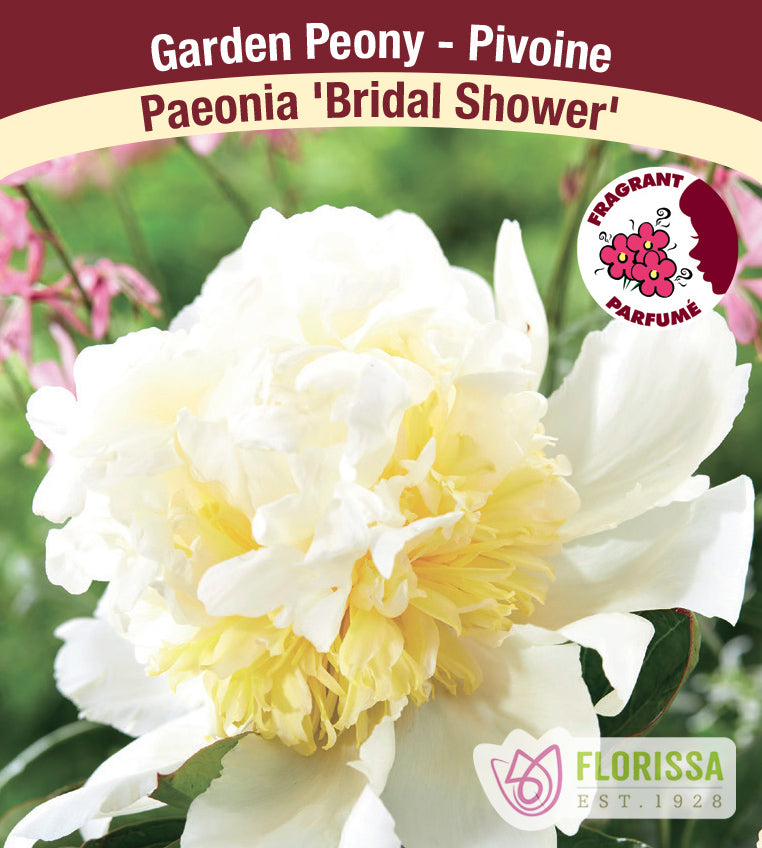 Paeonia Lactiflora - Bridal Shower