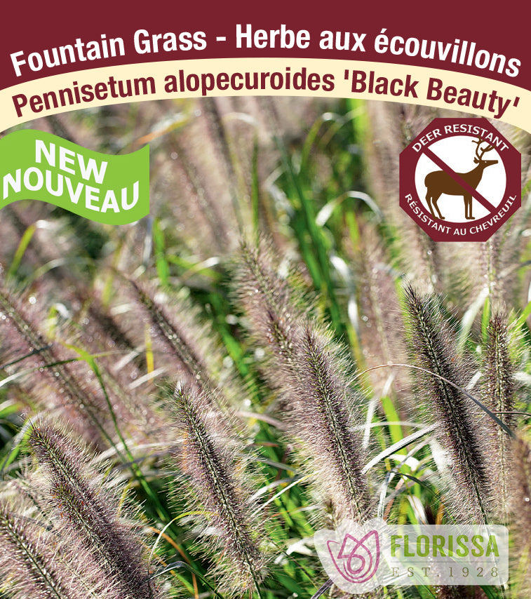 Pennisetum - alopecuroides Black Beauty