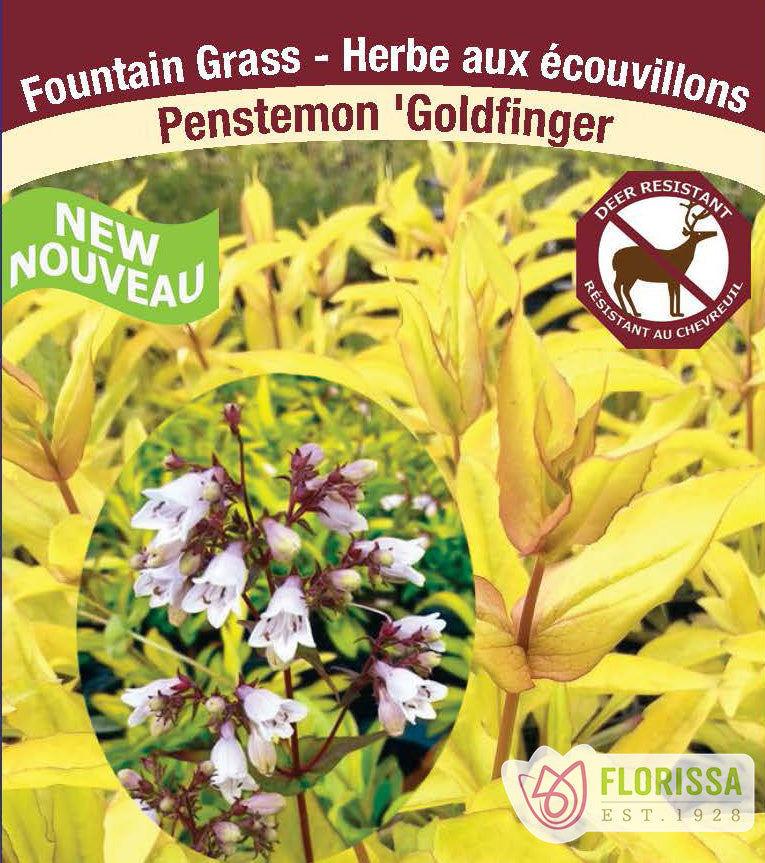 Penstemon - Goldfinger