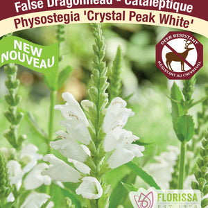 Physostegia