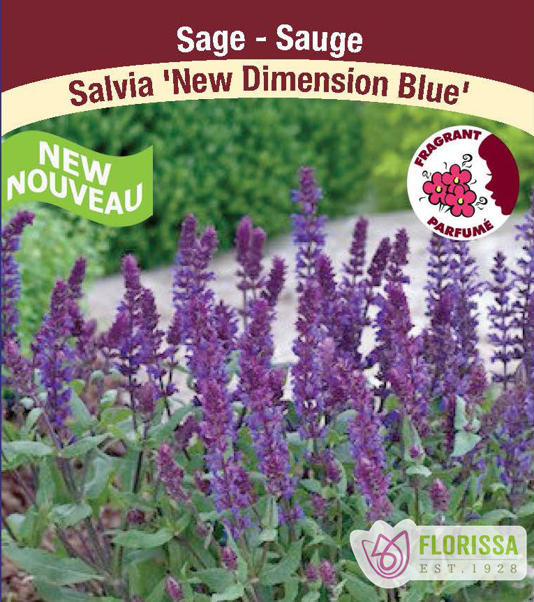 Salvia - nem. New Dimension Blue