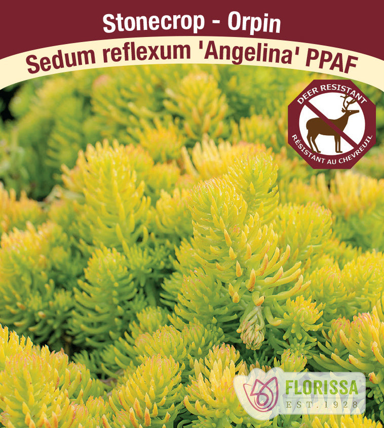 Sedum - reflexum Angelina