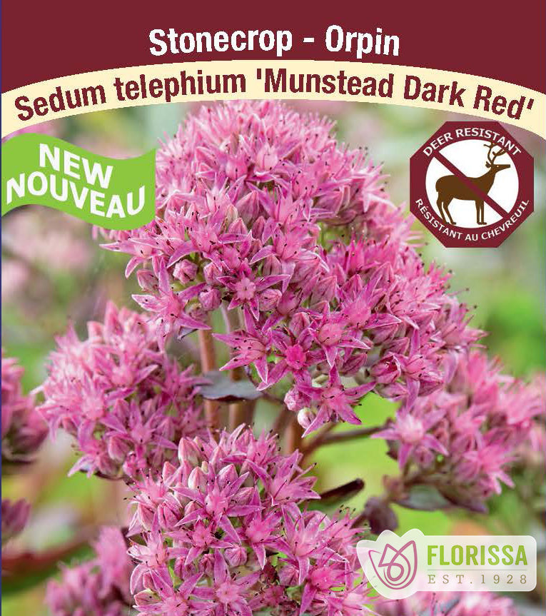 Sedum - Munstead Dark Red
