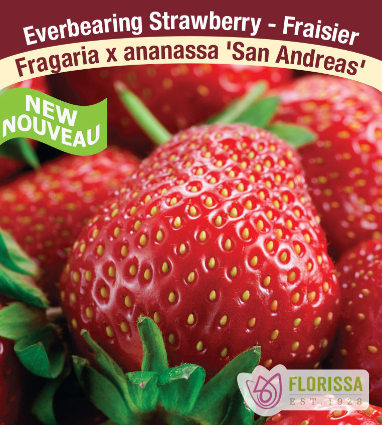 Strawberry Everbearing - San Andreas Bulk 250