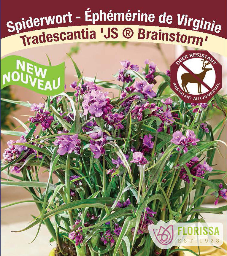 Tradescantia - and. JS Brainstorm