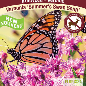 Vernonia