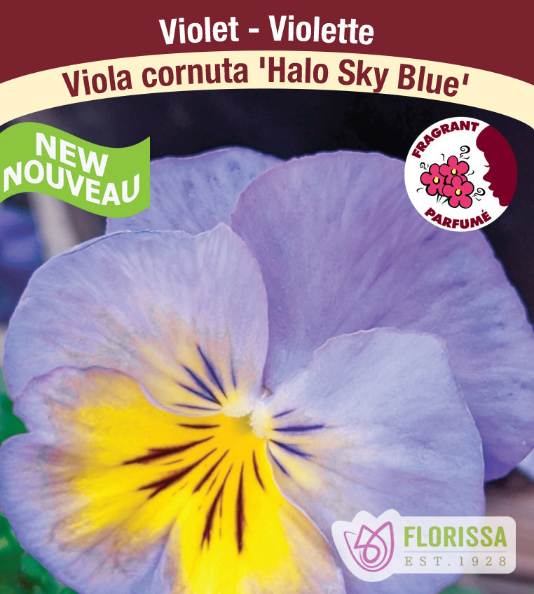 Viola - cornuta Halo Sky Blue