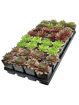 Sempervivum Mixed Tray Retail