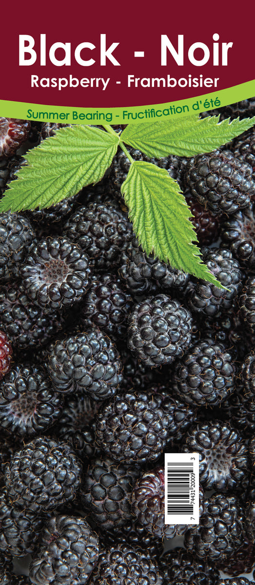 Raspberry Summer Bearing - Black Retail Pot – Van Noort Bulb Co. Ltd.