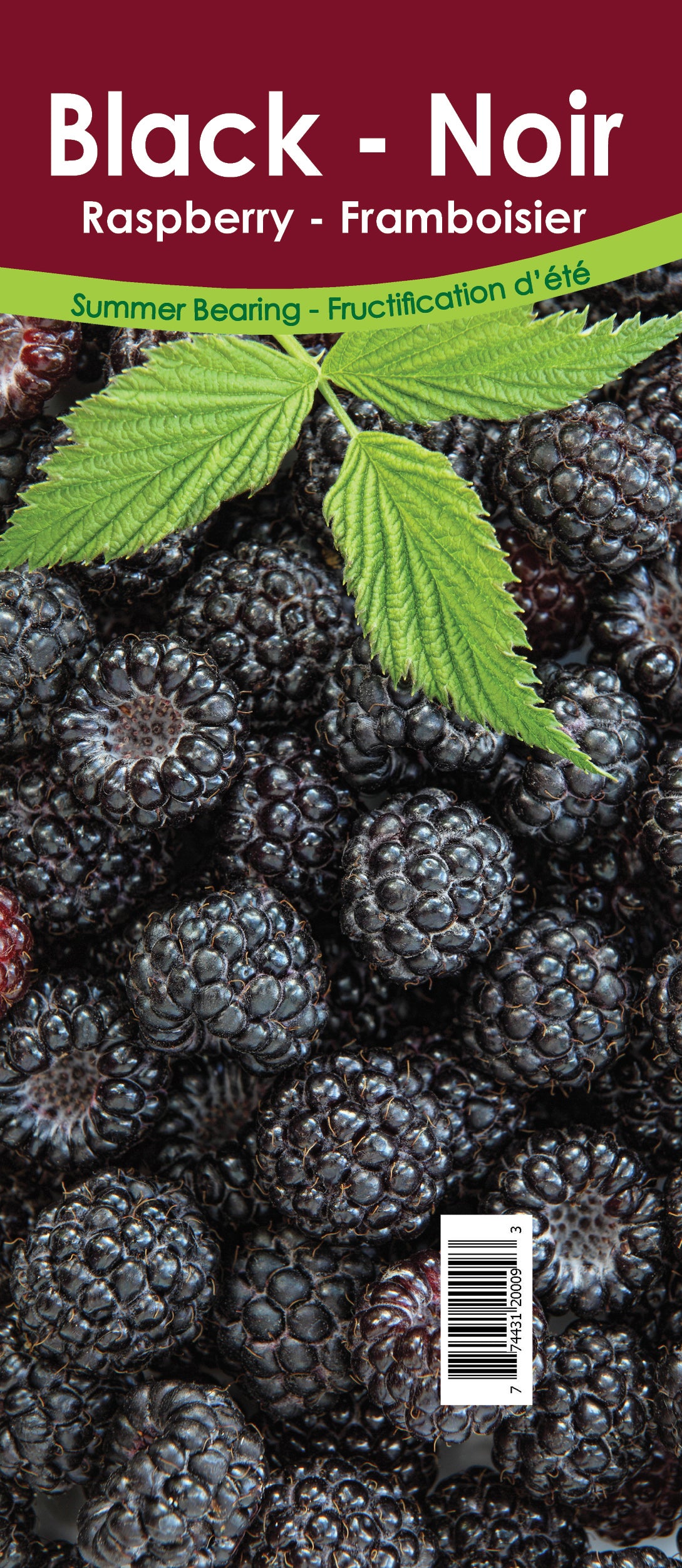 Raspberry Summer Bearing - Black Retail Pot